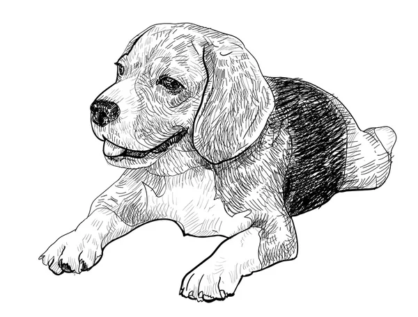 Beagle. — Vector de stock