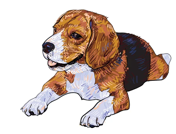 Beagle. — Vector de stock