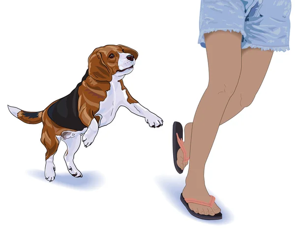 Beagle run siga com seu dono . —  Vetores de Stock
