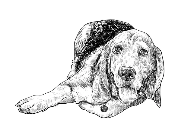 Ležící beagle — Stockový vektor