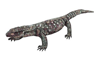 Varanus Exanthematicus