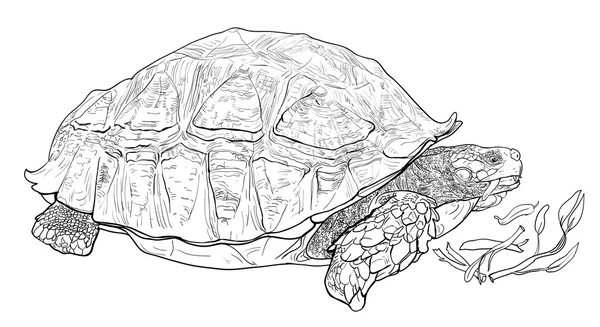 De Afrikaanse gestimuleerd schildpad — Stockvector