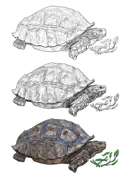 Afrikanska spurred sköldpaddan — Stock vektor