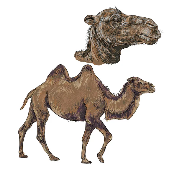 Верблюд — стоковый вектор