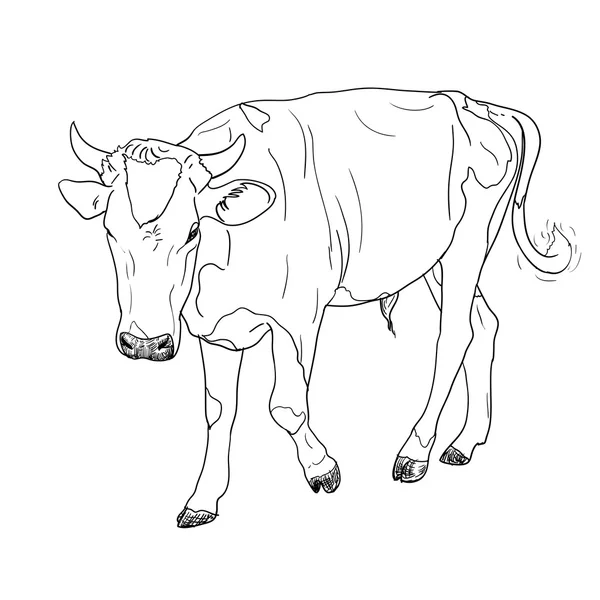 The drawing of black and white cow — Stock Vector