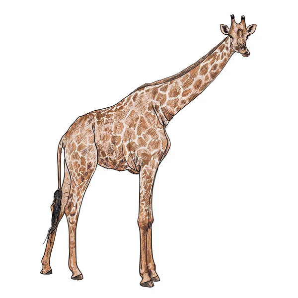 Girafe — Image vectorielle