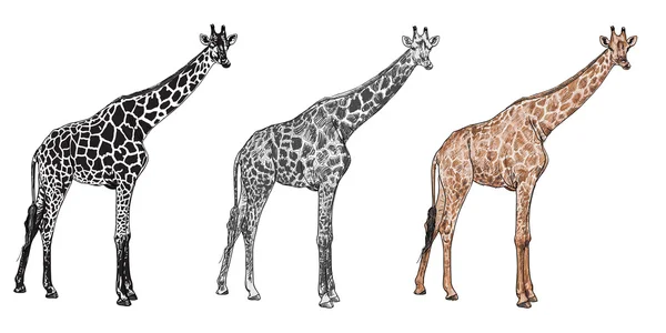 Girafe — Image vectorielle