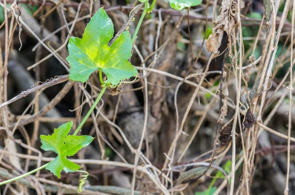 Coccinia Грандіс — стокове фото