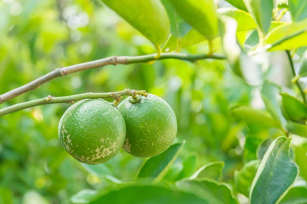 Lamon on branch — Stock Photo, Image