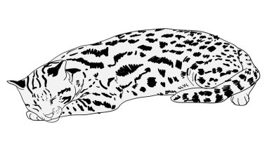 Vector of resting leopard cat clipart