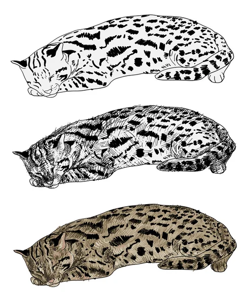 Vetor de repouso gato leopardo —  Vetores de Stock