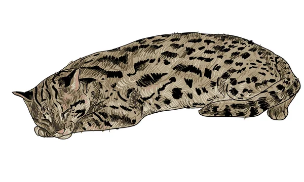 Vector de gato leopardo en reposo — Vector de stock