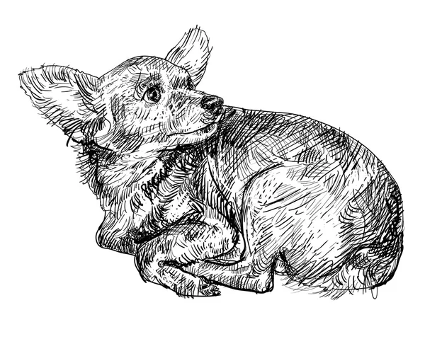 Vector de chihuahua curioso — Vector de stock