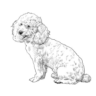shihtzu vektör