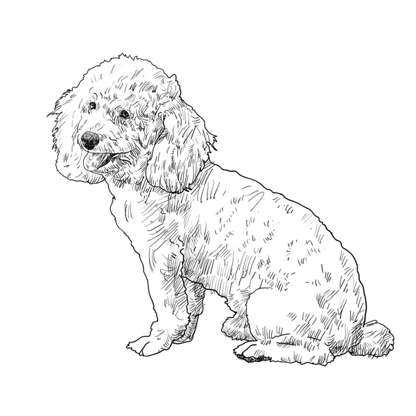 De vector van shihtzu — Stockvector