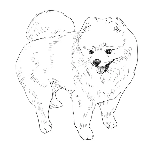 Pomeranian — Stockový vektor