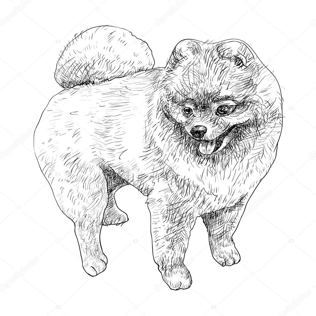 17 Pomeranian Coloring Pages - Printable Coloring Pages