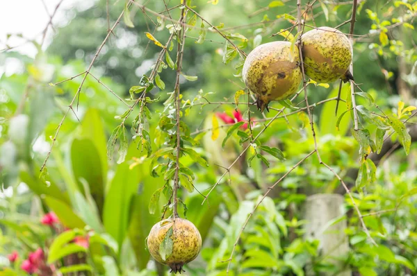 Frutas de granada — Foto de Stock