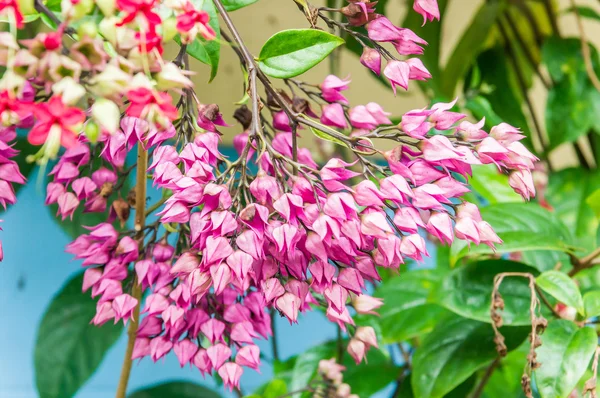 Bagflower or Clerodendrum thomsoniae — Stock Photo, Image