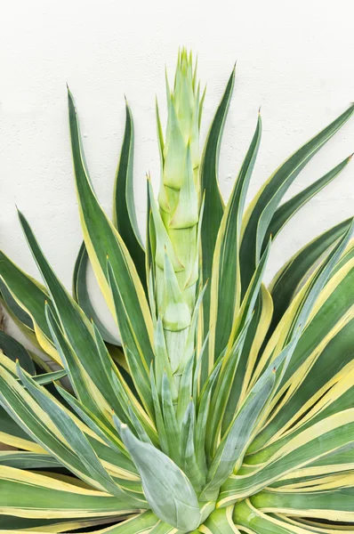 Agave americana — Zdjęcie stockowe