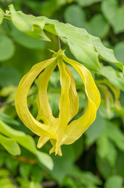 Ylang-ylang fleur — Photo