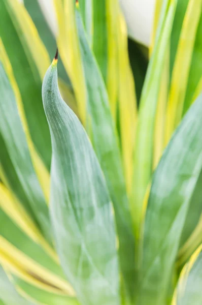 Agave americana — Foto de Stock