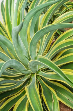 Agave americana