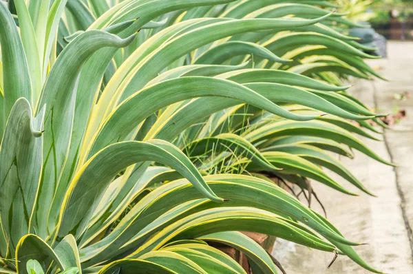 Agave americana — Foto de Stock