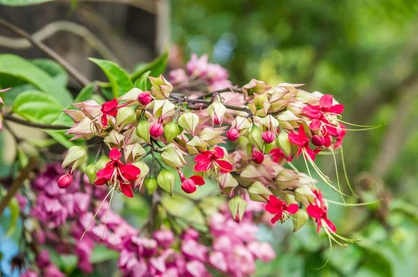 Bagflower or Clerodendrum thomsoniae — Stock Photo, Image