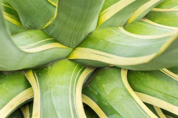 Agave americana — Stock Photo, Image