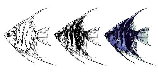 Engelfische — Stockvektor