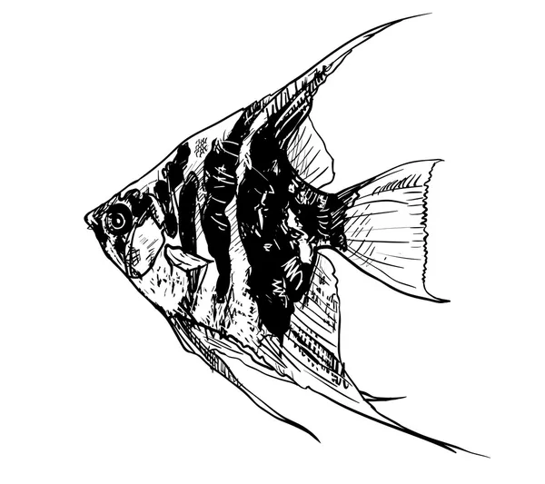 Angel fish — Stock Vector