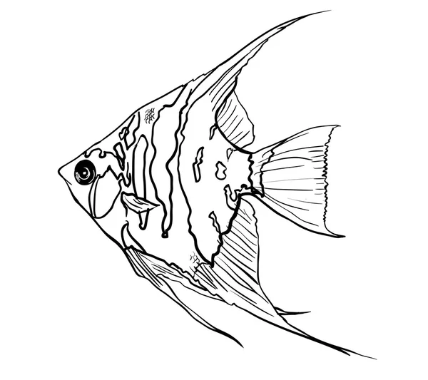 ปลาเทวทูต — ภาพเวกเตอร์สต็อก