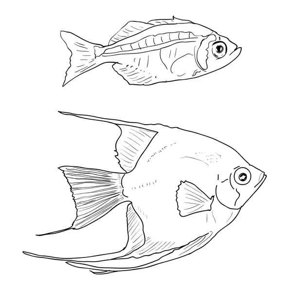 Dos peces — Archivo Imágenes Vectoriales