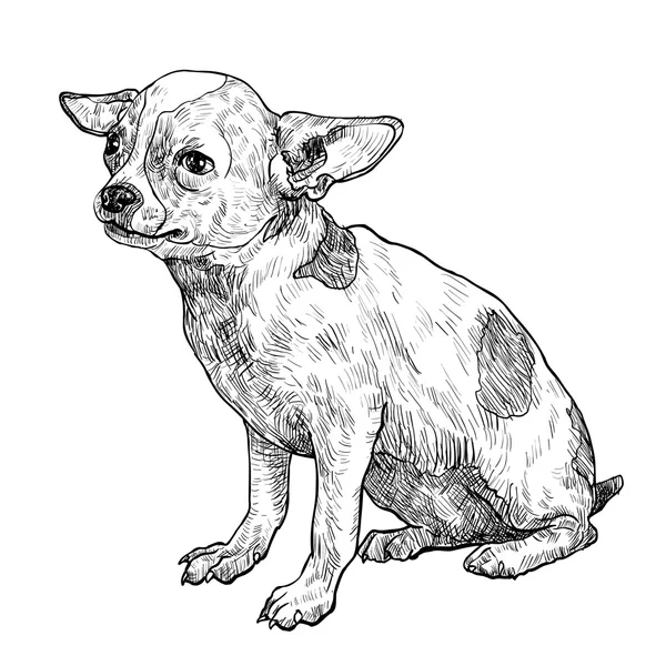 Chihuahua — Stockvektor