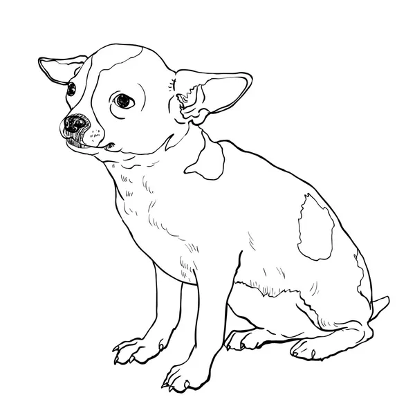 Chihuahua — Vetor de Stock