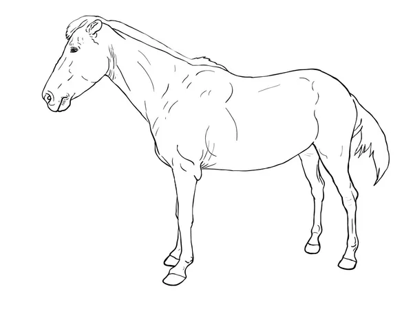 Dessin de cheval femelle — Image vectorielle