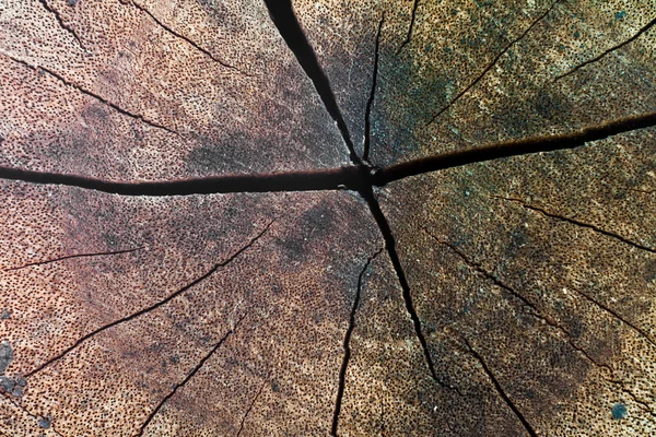 Texture of old log — Stock Photo, Image