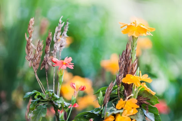 Flor de Crossandra o Barleria strigosa Willd. —  Fotos de Stock