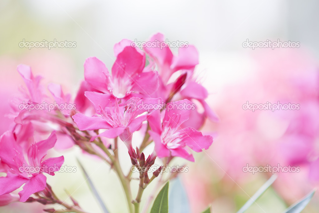 Pink oleander