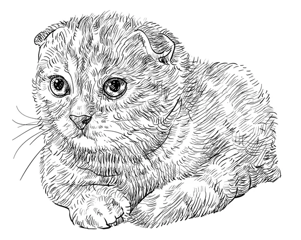 Scottish Fold cat — Stock Vector