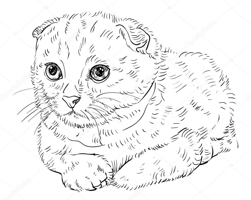 Шотландская Вислоухая Кошка Раскраска Распечатать