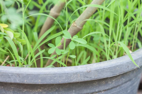 Plantas pequeñas —  Fotos de Stock