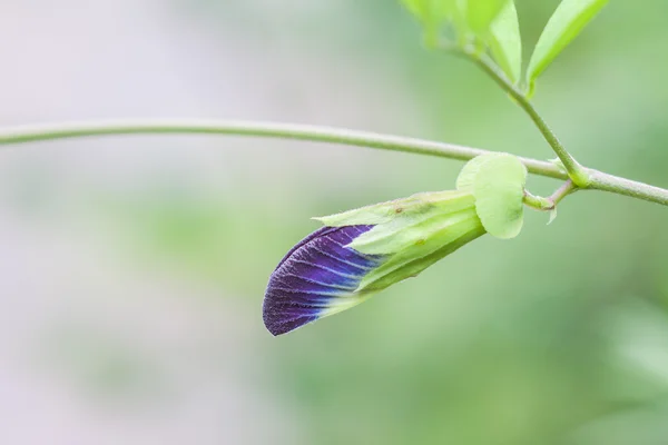 Pombos asiáticos — Fotografia de Stock