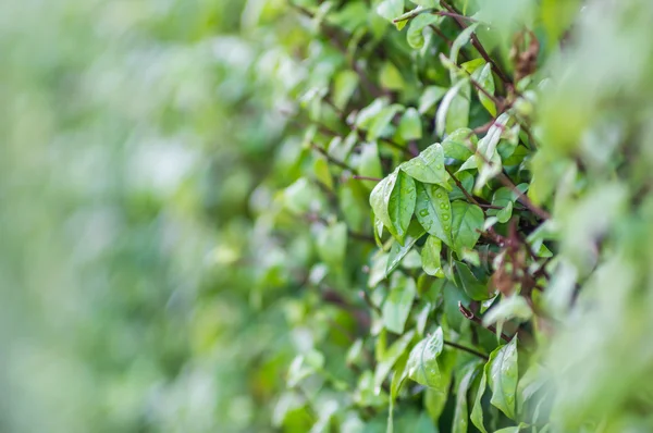 Queda na folha verde — Fotografia de Stock