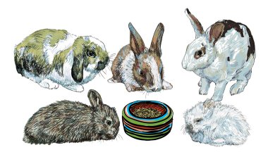 Tavşan Gıda kase çevreleyen