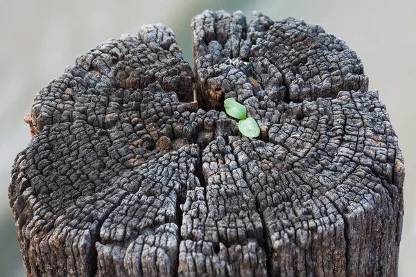 Pequena planta crescer no tronco seco — Fotografia de Stock