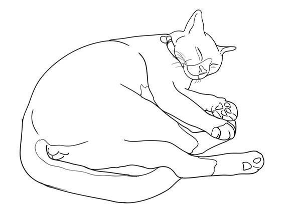 Durmiendo lindo gato — Vector de stock