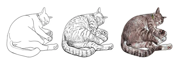 นอนแมวน่ารัก — ภาพเวกเตอร์สต็อก