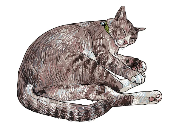 Schlafende süße Katze — Stockvektor